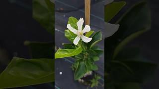 Trifeola Minneola Tangelo x Trifoliate Orange First Year Flower citrus flower hardycitrus [upl. by Franza]