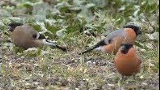 👀 BULLFINCHES  NUTHATCH  MARSH TIT 👀 6 Other Species  Can YOU Name Them [upl. by Larimore]