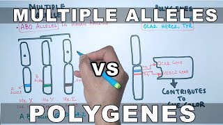 Multiple Alleles and Polygenes [upl. by Suivatnad]