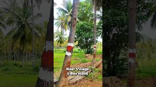 🔴SOLD🔴20 Gunta Small Coconut Farm Land Channapatna Ramanagara Near Bengaluru Charan 7338474634 [upl. by Josey]