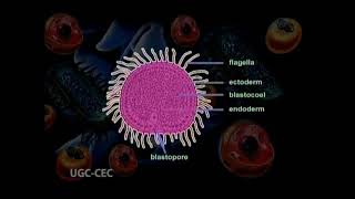 Origin of metazoa [upl. by Frohne]