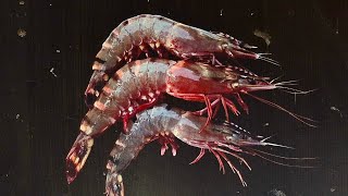 sea water Tiger prawns fish cutting skills video seafood fresh fish in Kerala [upl. by Caryn]