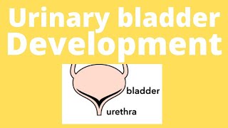 Urinary bladder embryology urinary bladder development Trigone of bladder urogenital sinus [upl. by Ansel175]