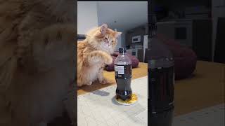 He took the day off from being a wizard to partake in normal cat things 😅 catvideos cat cutecat [upl. by Ekez]