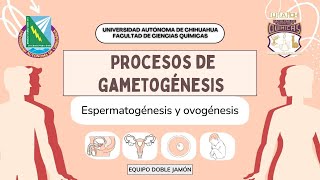 Proceso de Gametogénesis Espermatogénesis y Ovogénesis [upl. by Leirud]