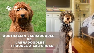 Australian Labradoodle VS Labradoodles [upl. by Dorinda]