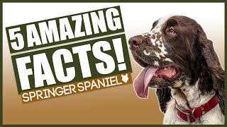 SPRINGER SPANIELS Top 5 Incredible Facts About The Springer Spaniels [upl. by Aniahs746]