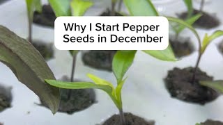 Why I Start Pepper Seeds in DECEMBER [upl. by Kcireddor93]