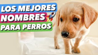 ¡LOS MEJORES NOMBRES PARA PERROS 🐶 ► 5 CONSEJOS para ELEGIR el NOMBRE DE TU PERRO 🌟 [upl. by Fay]