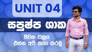 Anthophyta Life Cycle සපුෂ්ප ශාක ජීවන චක්‍රය  AL Biology Revision  Unit 4 biology advancedlevel [upl. by Nodnerb]