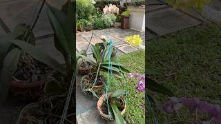 Phalaenopsis orchids jishnuuthaman home keralagarden gardening homegardens [upl. by Michaelina]