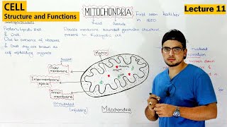 Mitochondria Structure and Function  Video 11 [upl. by Ssac]