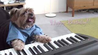 play that birthday keyboard dog [upl. by Chemaram]