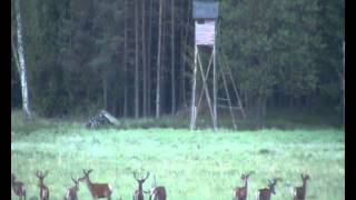 Traumhafter Anblick auf der Morgenpirsch bei der Jagdreise in Polen [upl. by Eledoya]