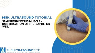 Ultrasound identification of the Semitendinosus muscle Raphe or Veil [upl. by Eislrahc]