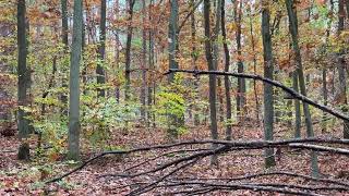 Laubregen im Wald  Brandenburg Oktober 2024 FreundeskreisOnTour [upl. by Standing]