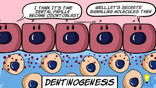 Dentinogenesis  HackDentistry [upl. by Nad]