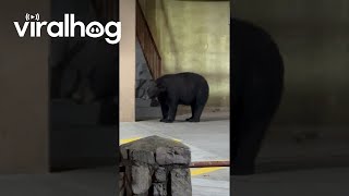 Man Encounters Black Bear in Parking Lot  ViralHog [upl. by Halullat]