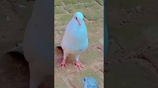 punjabi madrasi kabootar share video pigeon 🕊️🕊️😎 [upl. by Alik]