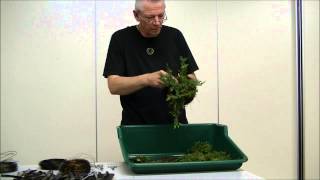 Shohin demonstratie door Alain de Wachter op een Juniperus green carpet [upl. by Cianca]