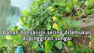 Bahan bonsai ficus bodhi tumbuh subur di pinggiran sungai [upl. by Atikihs887]