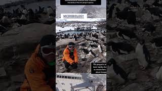 Penguin species Variation in the stomach microbiota [upl. by Zennas961]