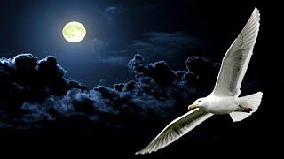 💎NEIL DIAMOND  JONATHAN LIVINGSTON SEAGULL MEDLEY 1977 Live Audio [upl. by Ecylahs]