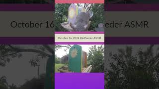 ASMR Bird Feeder  Wait Til The End birdfeedervideo birds backyardbirdwatching birdslover [upl. by Eelrebmyk561]