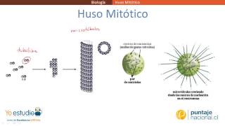 Huso Mitótico [upl. by Anitnas]