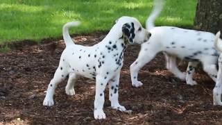 Dalmatian Puppies For Sale [upl. by Breanne694]