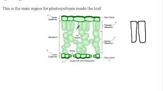 Siba Learning Zone  Transverse Section of Leaf Palisade mesophyll [upl. by Asoj]