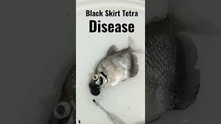 Black Skirt Tetra Disease [upl. by Huei]