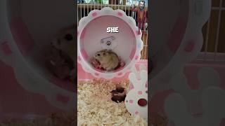 Why Is She Doing This 🤔 The Surprising Behavior of Hamsters [upl. by Aissenav]