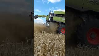 claas lexion 8900 coupe de 13m80 [upl. by Kramnhoj]