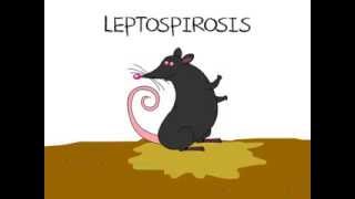 Leptospirosis [upl. by Ardnosal962]