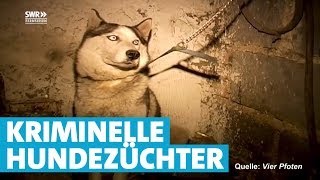 Vorsicht vor unseriösen Hundehändlern [upl. by Erbua799]