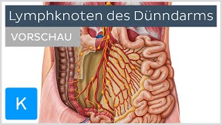 Dünndarm Lymphknoten und Lymphabfluss Vorschau  Kenhub [upl. by Eves]