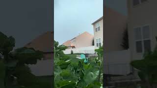 Just a sunflower in a thunderstorm storm [upl. by Nordek]