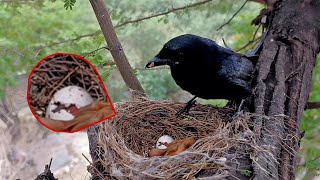 Black drongo bird egg will hatch soon AnimalsandBirds107 [upl. by Ecinrev677]