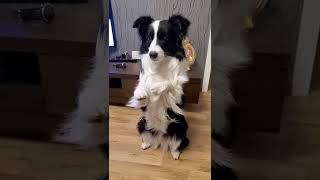 听说有好吃的边牧就会变成土拨鼠—border collie Mia [upl. by Jarad]