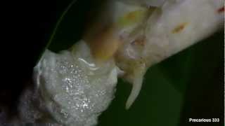 Orchid mantis lays an ootheca [upl. by Htiek]