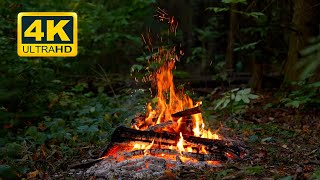 🔥 Cozy Campfire in the Forest 12 HOURS Autumn Campfire with Crackling Fire Sounds [upl. by Abehshtab]