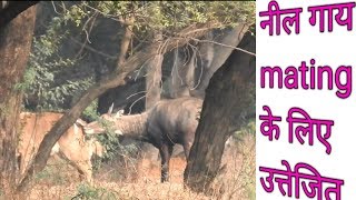 nilgai milan [upl. by Anirat]