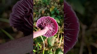 How to Identify the Amethyst Deceiver mushroom wildfood [upl. by Ajnos256]