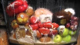 Rotting Fruit Timelapse [upl. by Beaulieu]