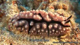 Nudibranches flatworms and slugs of Raja Ampat [upl. by Clemens]