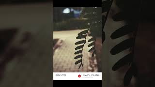 Mobile Photography Ideas Tips amp Tricks  Smartphone Photography Ideas [upl. by Halet374]