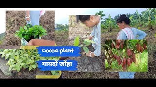 Cocoa बिफां गायदों लोगोफोर जा बरियाखा बिफांङा । [upl. by Anoiek]