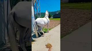 horse Pakistan video horser heavyhorse comedy animals marwarihorse indianhorse horsedan118 [upl. by Cahan]