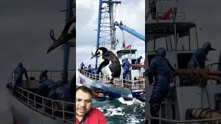 ocean seacreaturess fishing fish whale YouTube viral videocomedy Cream shorts video [upl. by Cruickshank]